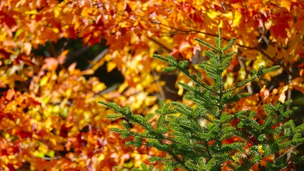 Nahaufnahme Dof Strahlende Herbstsonne Scheint Auf Die Einsame Grüne Fichte — Stockfoto