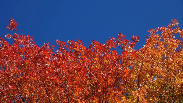 Bottom Close Bunte Baumblätter Verfärben Sich Der Sanften Herbstsonne Spektakulärer — Stockfoto