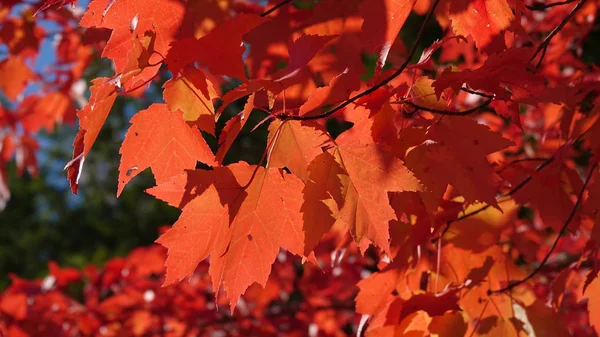 Makro Dof Żywy Czerwony Drzewo Liście Oświetlone Przez Słońce Ciepły — Zdjęcie stockowe