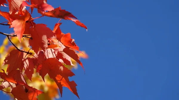 Makro Dof Detailaufnahme Leuchtend Roter Baumblätter Die Von Den Herbstsonnen — Stockfoto