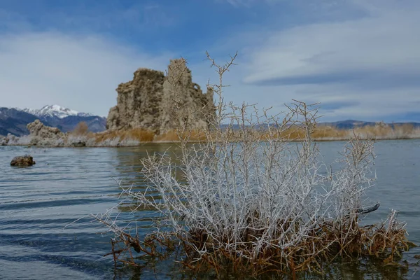 Fermer Vue Détaillée Buisson Blanc Près Pittoresque Lac Mono Californie — Photo