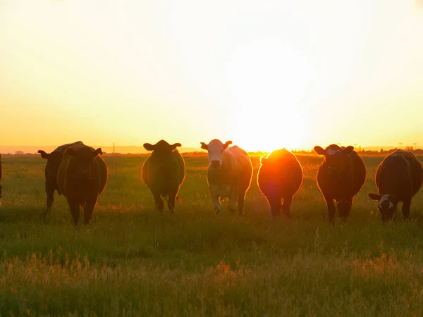 Aérial Lens Flare Troupeau Vaches Traverse Paysage Herbeux Lors Une — Photo