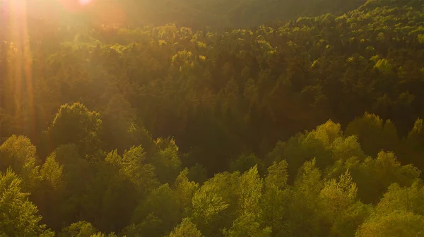 Аэриал Золотые Вечерние Солнечные Дожди Сияют Над Обширным Зеленым Лесом — стоковое фото