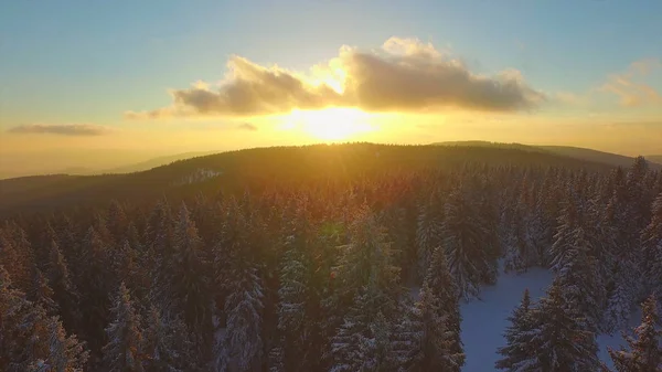 Anteni Lens Flare Güneş Aydınlatır Karla Kaplı Iğne Yapraklı Orman — Stok fotoğraf