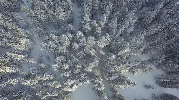 Aerial Voando Alto Acima Das Copas Das Árvores Cobertas Neve — Fotografia de Stock