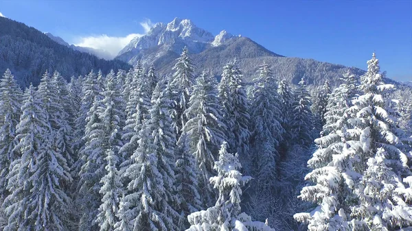 Aerial Flying High Snowy Treetops Coniferous Forest High Mountain Sunny — Stock Photo, Image