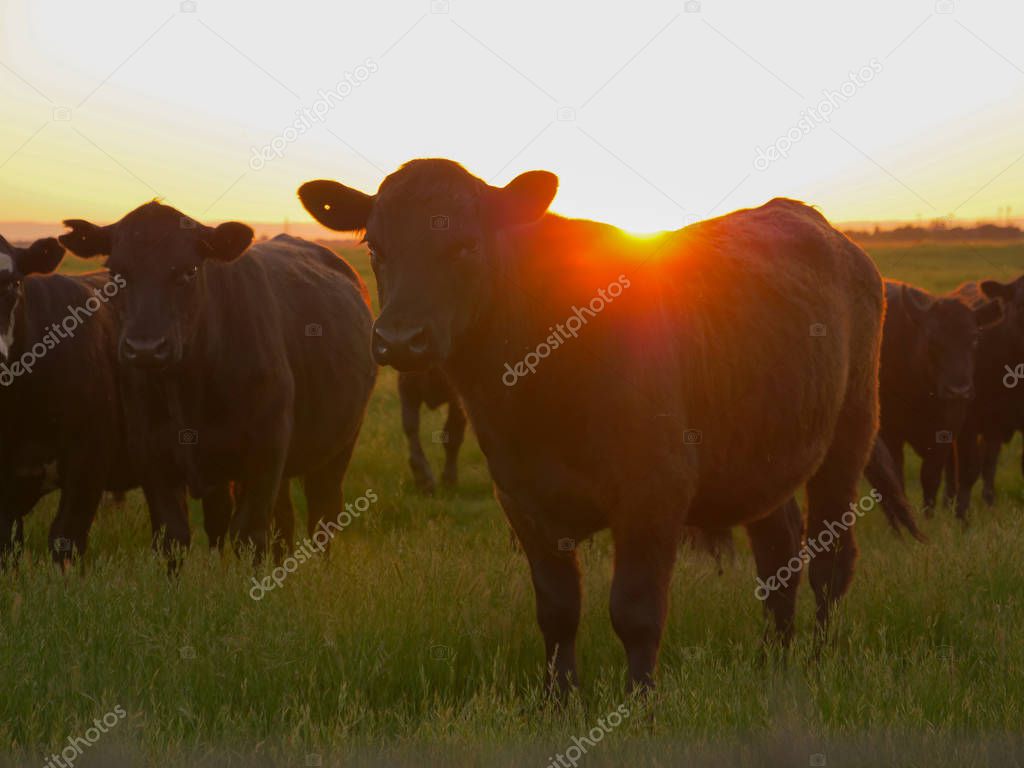 CLOSE UP, LENS FLARE: Large brown cow standing still in the meadow at spectacular fall sunrise illuminating the quiet Californian countryside. Cool close up of an adult farm animal on a sunny evening.