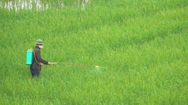 Tanınmayan çiftçi pirinç büyüyen yemyeşil yeşil üzerinde zararlı pestisit spreyler. Bilinmeyen bir erkek işçinin Vietnam kırsal kesiminde büyük çeltik onun bitkileri yetiştirilmesi sinema çekim.