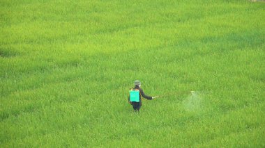 Onun bitkileri yetiştirilmesi ve kırsal kesiminde Vietnam çeltik sulama erkek çiftçi. Yemyeşil alan yürüyüş ve artan pirinç koruyucu böcek ilaçlama tanınmayan adam.