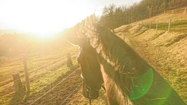 POV, Lens Flare: güzel bir kahverengi at sırtında güneşli yaz akşamı sürme. Altın sabah güneş ışınları ile pitoresk kırsal yürüyüş yetişkin safkan aygır kendini.