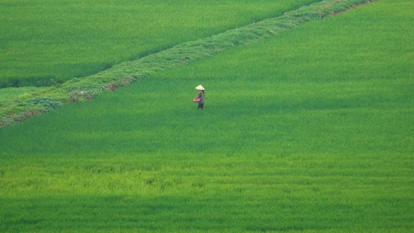 Trabajadora Arrojando Semillas Alrededor Del Exuberante Campo Verde Hermosa Vietnam —  Fotos de Stock