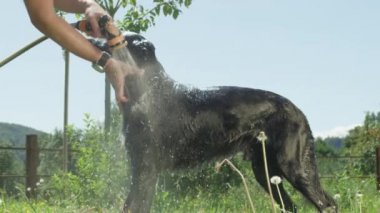 slow motion close up: genç köpek siyah kürk manto yıkanmış sahip sahiptir. O oyun sonra bakım sahibi tarafından yıkanıyor gibi Sıcak güneş ışığında sakince ayakta ıslak siyah kaplı arkadaşı köpek yavrusu damlama.