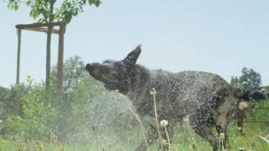 Slow Motion Close Up: Sahibi tarafından temizlendikten sonra parlak postu sallayarak ıslak siyah köpek damlama. Köpek parlak siyah ceket kuru almak için sallar gibi su damlacıkları çimenli alan etrafında uçan gönderdi