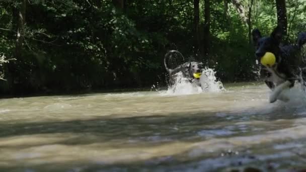 Медленное Движение Живые Собаки Бегут Близлежащему Ручью Держа Рту Свои — стоковое видео