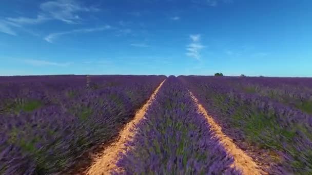 空中クローズアップ 夢のプロヴァンス フランスで無限のラベンダーの列の上を飛びます フランスの田舎に咲く幻想的なラベンダー畑 青空の下に並びに成長する美しいラベンダーの花 — ストック動画