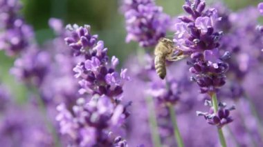 Dof, Makro, Close Up: Güneşli yaz gününde polen toplama lavanta çiçek etrafında uçan çalışkan arı. Güzel bir mor çiçekten nektar toplar gibi küçük hayvan tozlaşma lavandula çalılar.