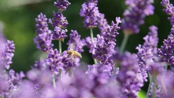 Dof Makro Närbild Upptagen Bee Kommer Fokus Doftande Lavendel Buske — Stockvideo