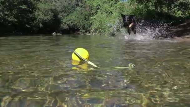 Movimiento Lento Cerrar Arriba Perro Joven Enérgico Encuentra Con Río — Vídeos de Stock