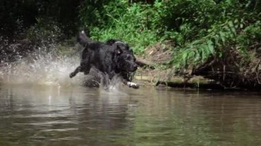Slow Motion Close Up: Üç tasmasız siyah köpek kayalık arazide ve güneşli ormandaki bulanık sığ nehirde çılgınca koşuyor. Siyah paltolu neşeli köpekler ormanda neşe içinde koşuyor..