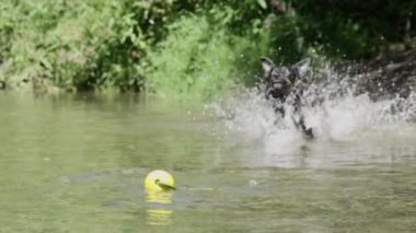 Yavaş Hareket: Enerjik sınır collie onun sarı oyuncak kapmak için su ile sıçrayan. Canlı köpek yakındaki dere de onun lastik topu peşinde. Heyecanlı tazı güneşli bir günde bir patlama nehir kenarı sahip