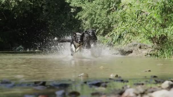 Vista Del Ángulo Bajo Tres Juguetones Cachorros Recubiertos Negro Corriendo — Vídeos de Stock