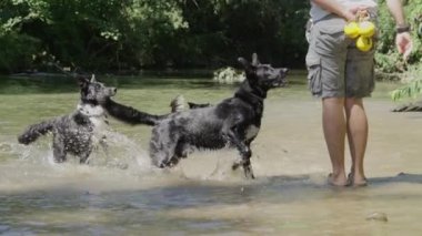 Yavaş Hareket: Tanınmayan sahibi sarı oyuncak topları ile üç enerjik sınır collies alay. Sığ dere ayakta ve eğlenceli topları ile oynama beklentisiyle havlayan oyuncu genç köpekler.