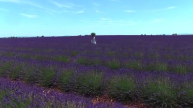 Hava Düşük Açı: Genç kadın lavanta kokulu alanda gezinme. Kadın turist gelişen leylak lavandula bitkilerhayran. Açık yaz gününde çarpıcı Fransız çiçek lenme kırsal.