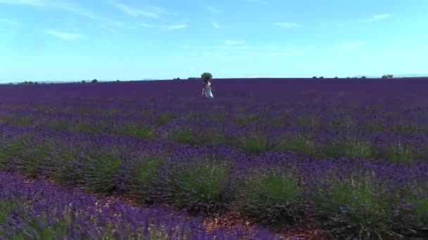 Ángulo Bajo Aerial Mujer Joven Paseando Por Campo Perfumado Lavanda — Vídeo de stock