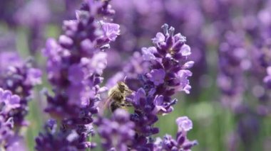 Dof, Makro, Close Up: Aromatik lavandula çalıları tarlaçalışan arılar tarafından iskan edilir. Arılar bal için polen toplamak için yaz bahçesinde çok çalışıyor. Arılar ve lavanta pitoresk Provence sahne