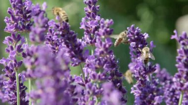 Dof, Makro, Close Up: Güneşli yaz gününde polen toplayan lavanta çiçekleri etrafında uçan çalışkan arılar. Kokulu mor lavandula çalılarını tozlayan böcekler. Arılar tarafından işgal güneşli bitkisel bahçe