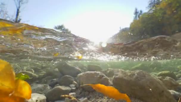 Movimiento Lento Medio Medio Hojas Amarillas Corriendo Por Arroyo Rocoso — Vídeo de stock