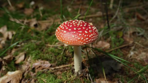 Slow Motion Close Big Red Poisonous Mushroom Amantia Muscaria Growing — Stock Video