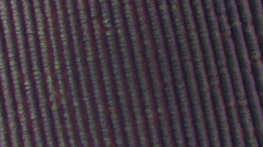 Hava Yukarıdan Aşağıya: Güzel Provence fantastik lavanta alanı üzerinde uçan, Fransa. Güneşli yaz gününde çiçek açan lavanta çiçekleri Çarpıcı satırlar. Hafif esintide sallanan sonsuz lavanta çizgileri