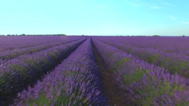 Antenn Närbild Flyger Över Otaliga Rader Vackra Lavendel Som Växer — Stockvideo