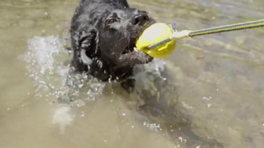 pov yakın çekim: yakındaki nehir parlak sarı bir top ile oynayan heyecanlı siyah köpek. Mutlu sınır collie su etrafında sahibi ile oynarken sıçrayan. Oyuncu tazı onun oyuncak lastik topu çekerek değil.