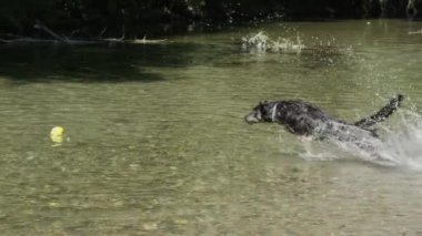 Yavaş Hareket: Enerjik sınır collie onun oyuncak almak için yakındaki dere atlama. Canlı köpek onun kauçuk eğlenceli topu yakalamak için su ile sıçrayan. Heyecanlı tazı güneşli bir günde nehir kenarında oynuyor.