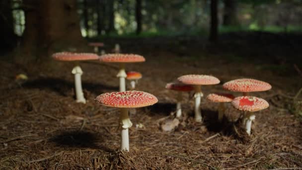 MOTION DE LENT FERMER Groupe de champignons rouges toxiques poussant à l'état sauvage sous un arbre au fond de la forêt d'automne. Champignons coralliens mortels poussant sur un sol forestier fertile. Belle amantia muscaria dans les bois 