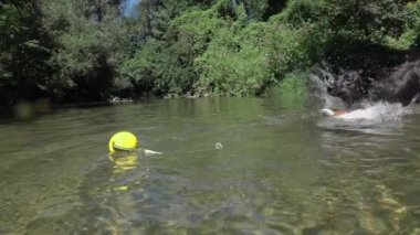 Slow Motion Close Up Oyuncu siyah köpek sarı topu getirmek için soğuk orman nehir dere içine çalışır ve su sıçratıyor. Parlak ıslak siyah kürk ile genç köpek güneşli havalarda serinlemek için derin suya atlar