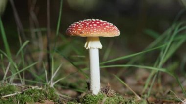 yavaş hareket yakın çekim: güzel kırmızı mantar amanita muscaria sonbahar ormanda derin büyüyen. Zehirli mantar geç sonbaharda yosunlu orman zemin üzerinde amanita sinek. Güneşli sonbahar gününde büyük kırmızı mantar.