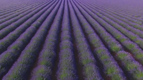 Luchtfoto Close Vliegen Talloze Rijen Van Prachtige Lavendel Groeien Grind — Stockvideo