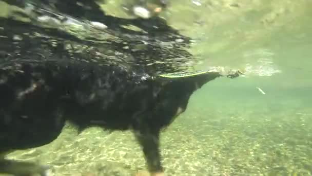 Zeitlupe Unterwasser Nahaufnahme Schwarzer Doggy Paddelt Erfrischenden Strom Mit Ball — Stockvideo