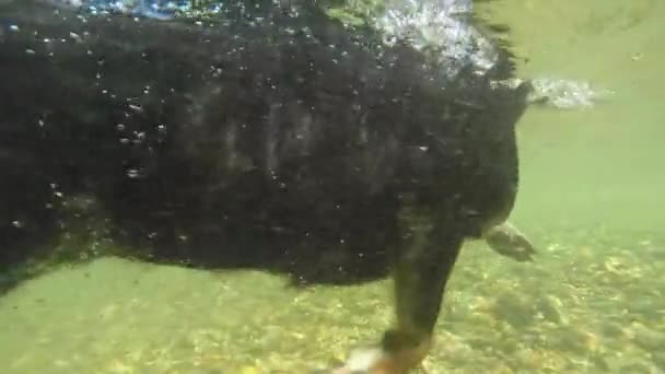 Slow Motion Underwater Close Playful Border Collie Swimming Cool River — Stock Video