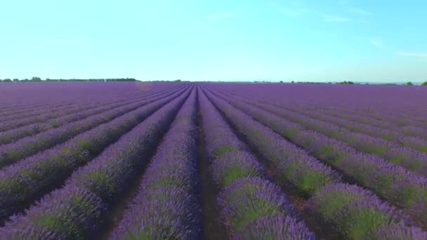 Tiefflug Aus Der Luft Überfliegen Zahlloser Reihen Schönen Lavendels Die — Stockvideo