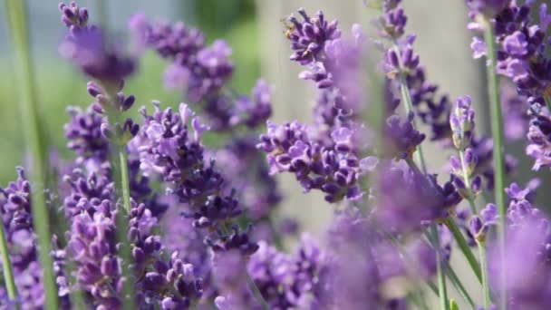 Dof Macro Cerrar Violeta Lavanda Florece Suavemente Movimiento Viento Ligero — Vídeos de Stock