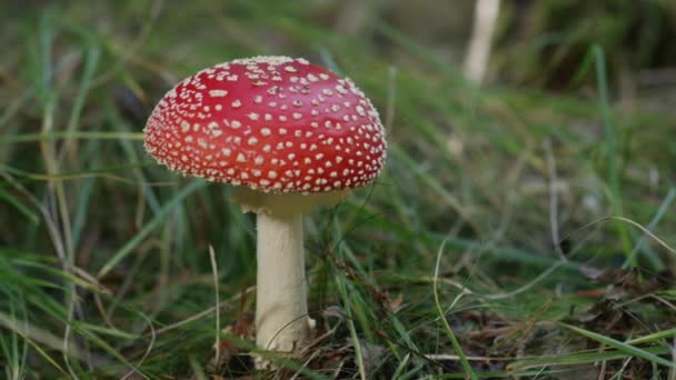 慢动作特写美丽的红蘑菇香菇在大自然中生长在草地上 珊瑚苍蝇的真菌在草地上疯狂地发芽 阳光明媚的秋日大红毒蘑菇 — 图库视频影像