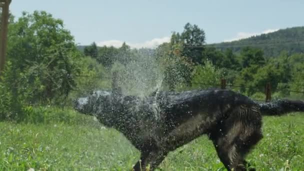 Slow Motion Närbild Droppande Våt Svart Hund Skaka Vatten Och — Stockvideo