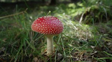 Yavaş Hareket Close Up Güzel kırmızı mantar amantia muscaria çimenli bir zeminüzerinde doğada büyüyen. Mercan sinek-agarik mantarlar çılgınca bir çayırda filizlenen. Güneşli sonbahar gününde büyük kırmızı zehirli mantar.