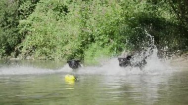 Yavaş Hareket: Üç genç köpek ilk topu alır görmek için belirsiz nehre koşuyor. Siyah yavru lar oyuncak yakalamak için derin nehre dalıyorlar. Sarı oyuncak topları ile su da açık havada oynayan köpek paketi.
