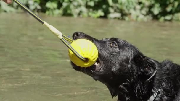 慢动作 快乐的狗拉着一个有趣的球在河里飞溅 精力充沛的边境科利玩他的玩具 — 图库视频影像