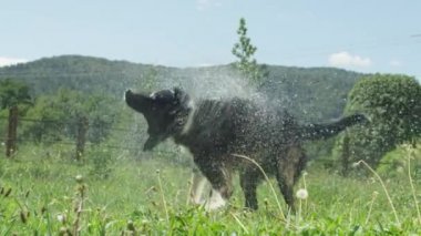 Slow Motion Close Up: Köpek kulakları ve kuyrukları genç köpek yavrusu siyah ve beyaz kürk ceket kapalı su sallar gibi sallayarak. Güneşli arka bahçesinde bakıcı tarafından temizlendikten sonra su sallayarak ıslak siyah köpek Damlama.